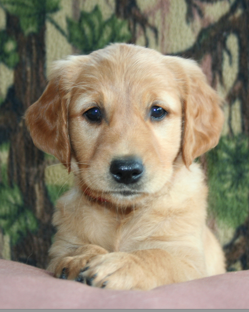 champ dogs golden retriever puppies for sale