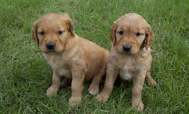 Thunderstruck Retrievers Golden Retriever Puppies In Minnesota Golden Retriever Breeders Litters Thunderstruck Retrievers