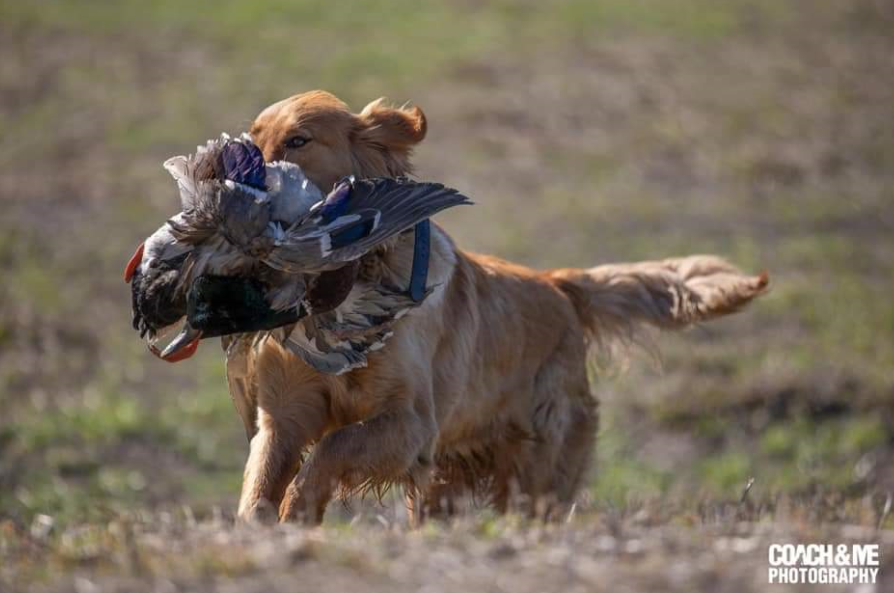 Thunderstruck Retrievers Golden Retriever Puppies in Minnesota Golden
